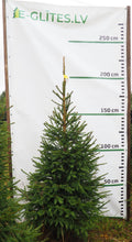 Egle 7L30, garums 1.75m