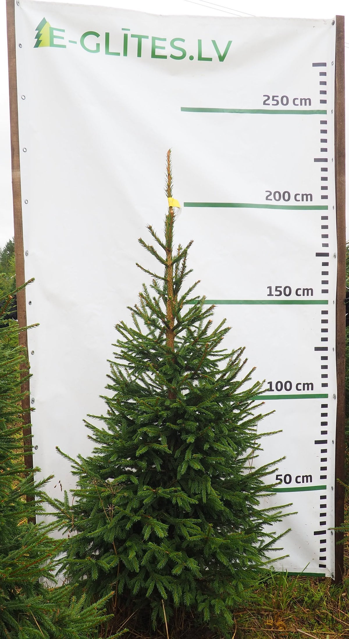Egle 7L30, garums 1.75m