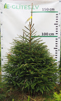 Egle 7T29, garums 1.50m