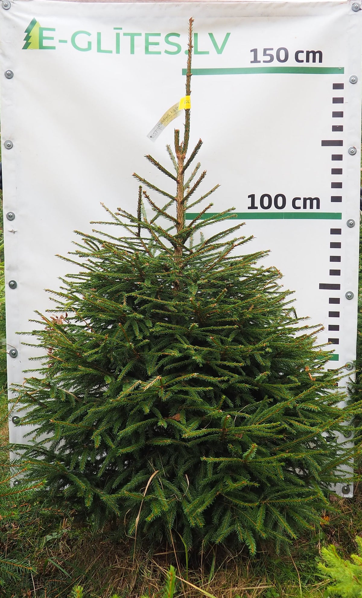 Egle 7T29, garums 1.50m