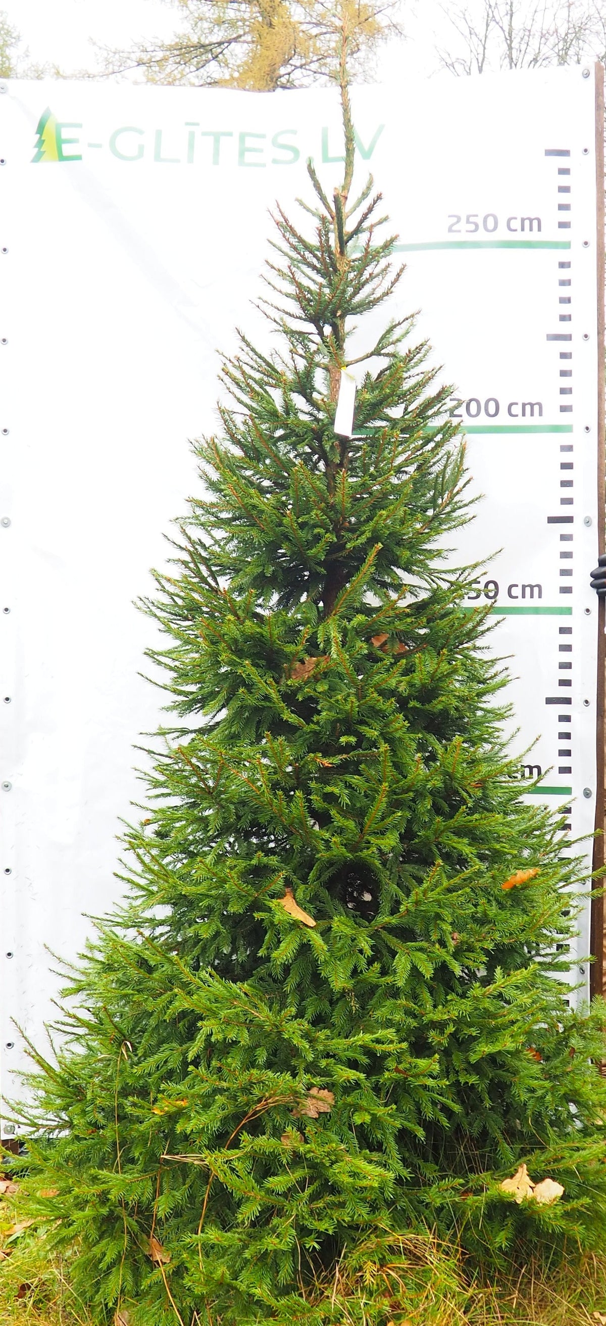 Egle 8B3