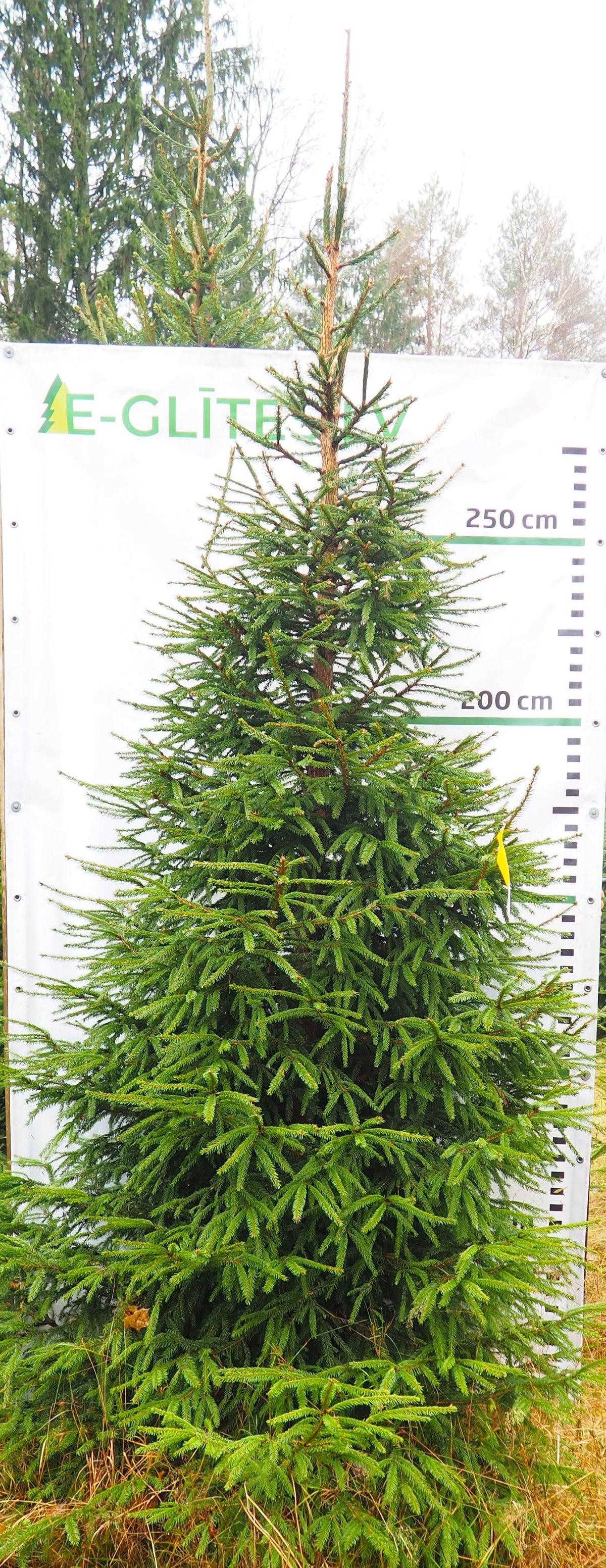 Egle 8D17