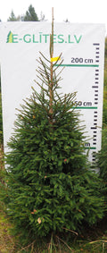 Egle 8H15, garums 2.50m