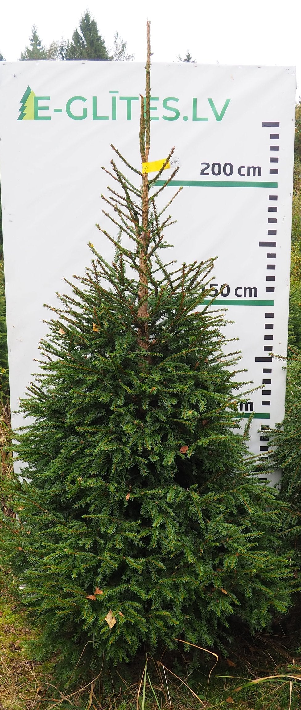Egle 8H15, garums 2.50m