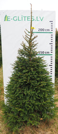 Egle 8H16, garums 2.50m