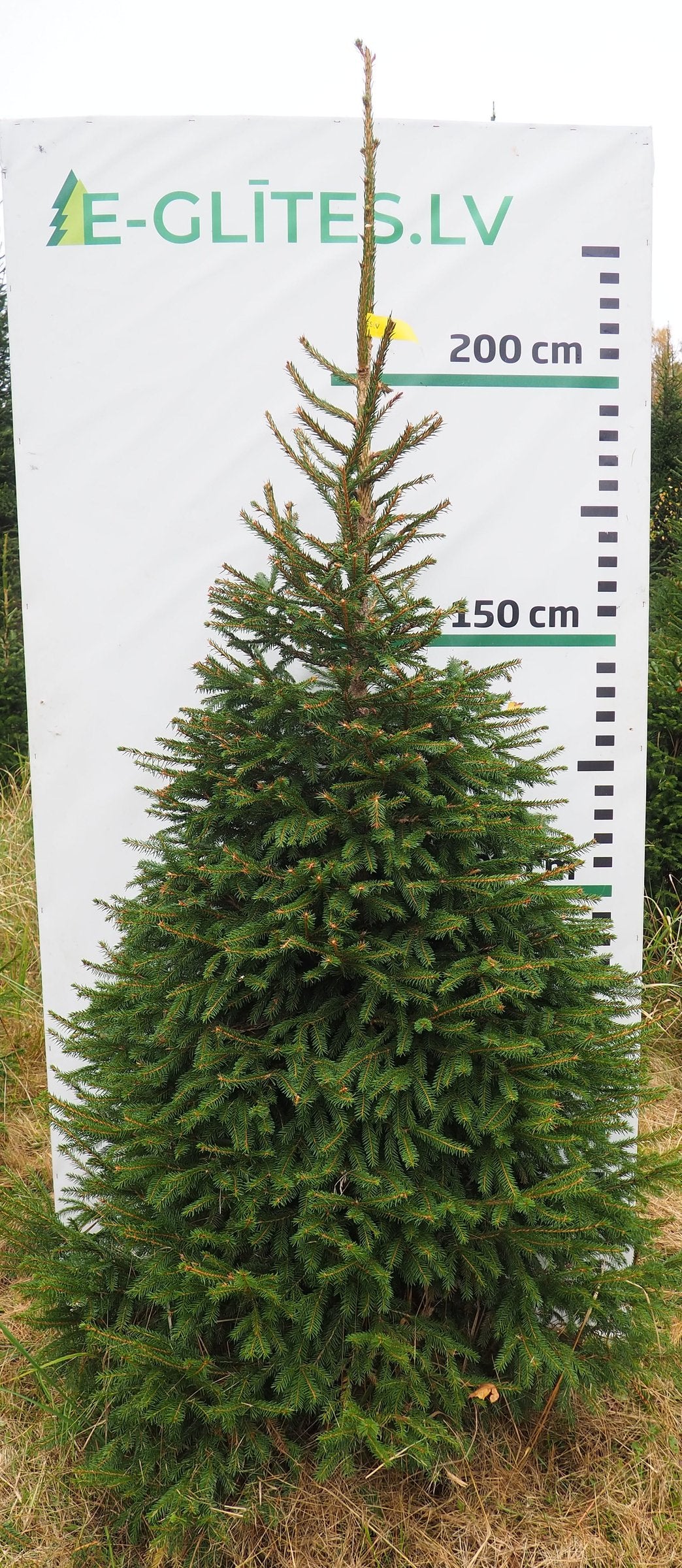 Egle 8H16, garums 2.50m