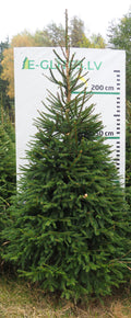 Egle 8H17, garums 2.50m