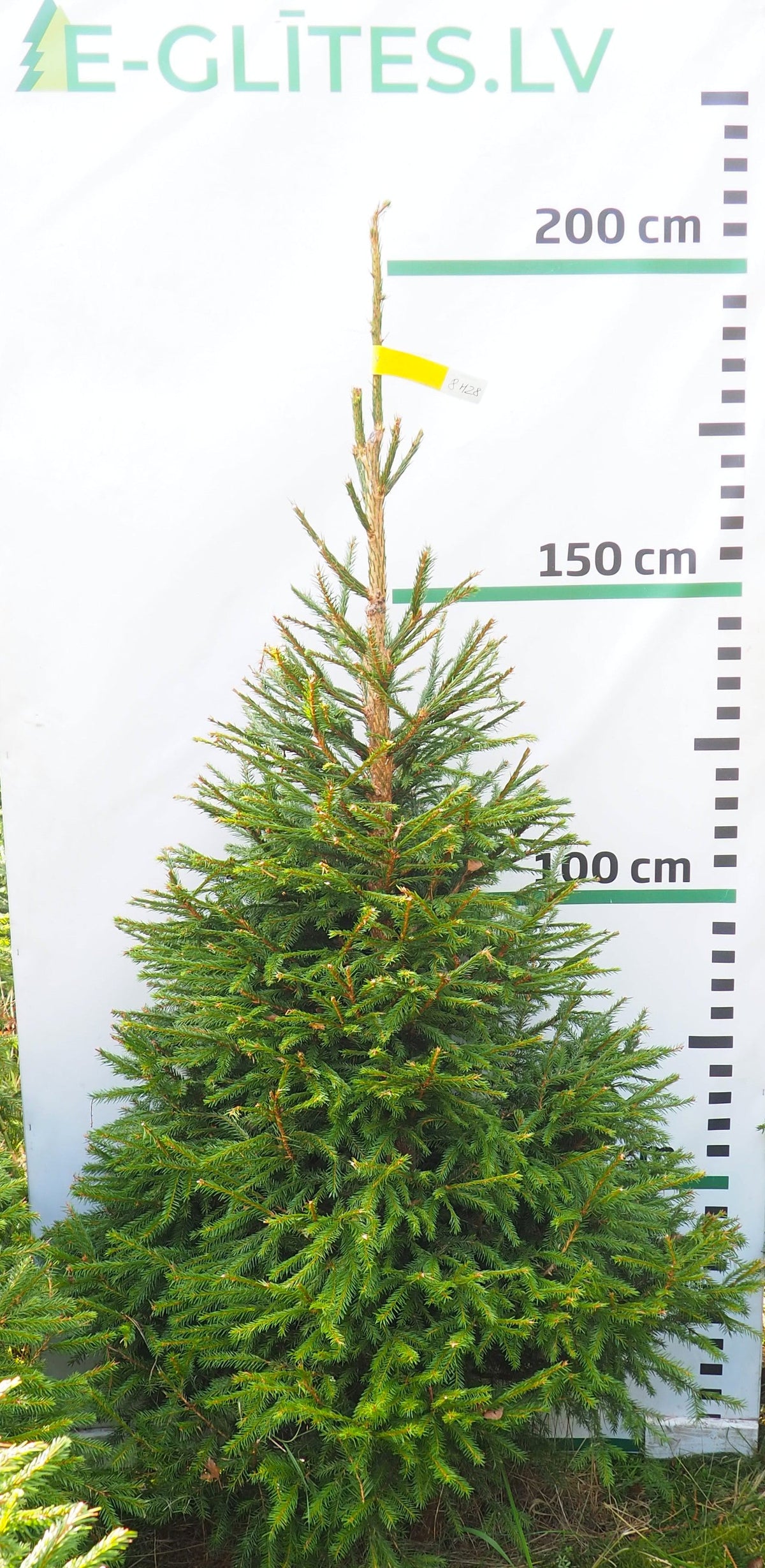 Egle 8H28