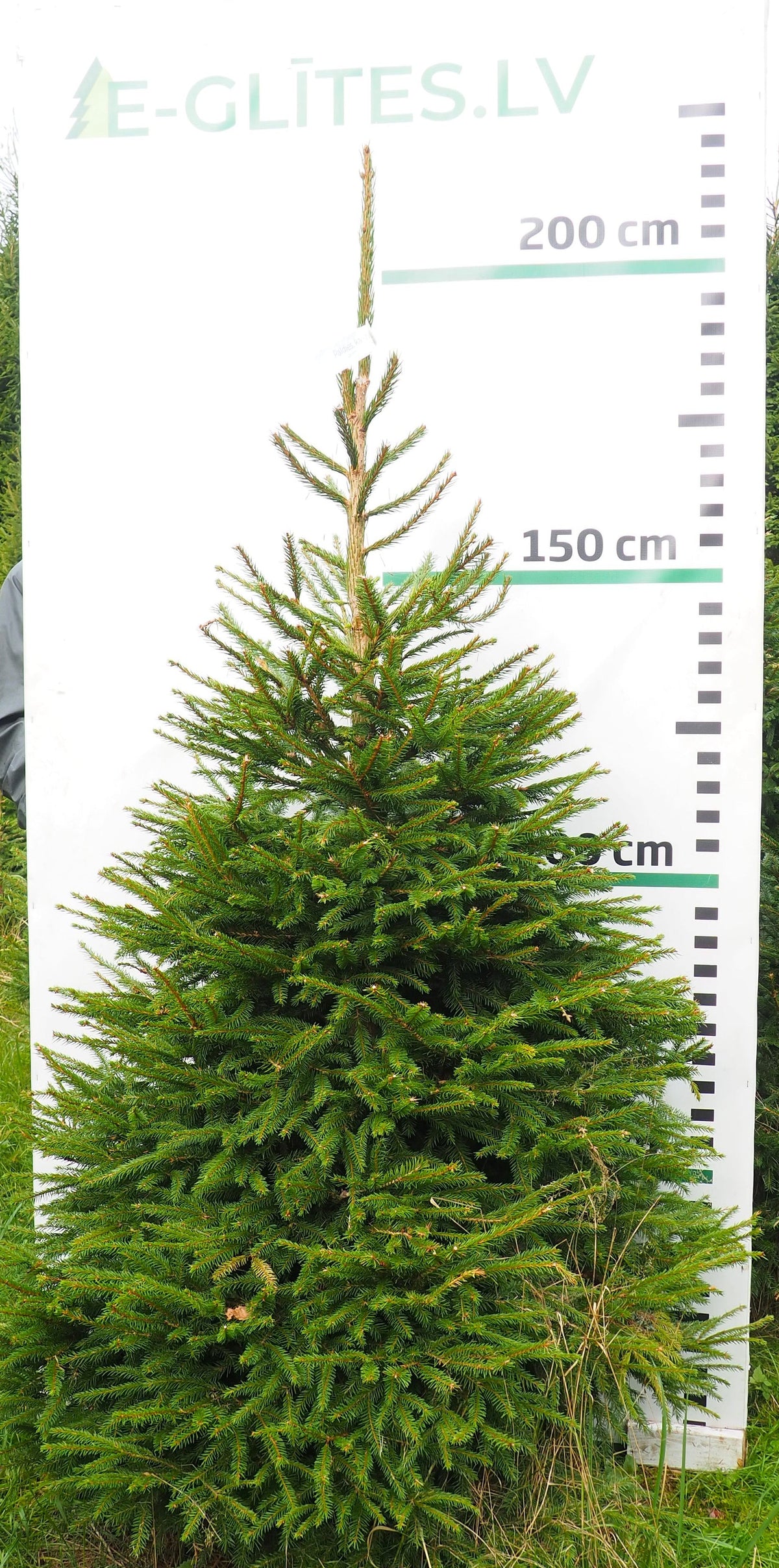 Egle 8H32