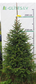 Egle 8J17, garums 2.25m