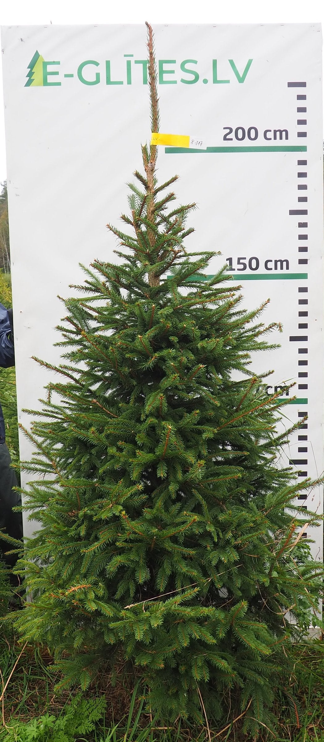 Egle 8J17, garums 2.25m