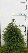 Egle 8J20, garums 1.50m