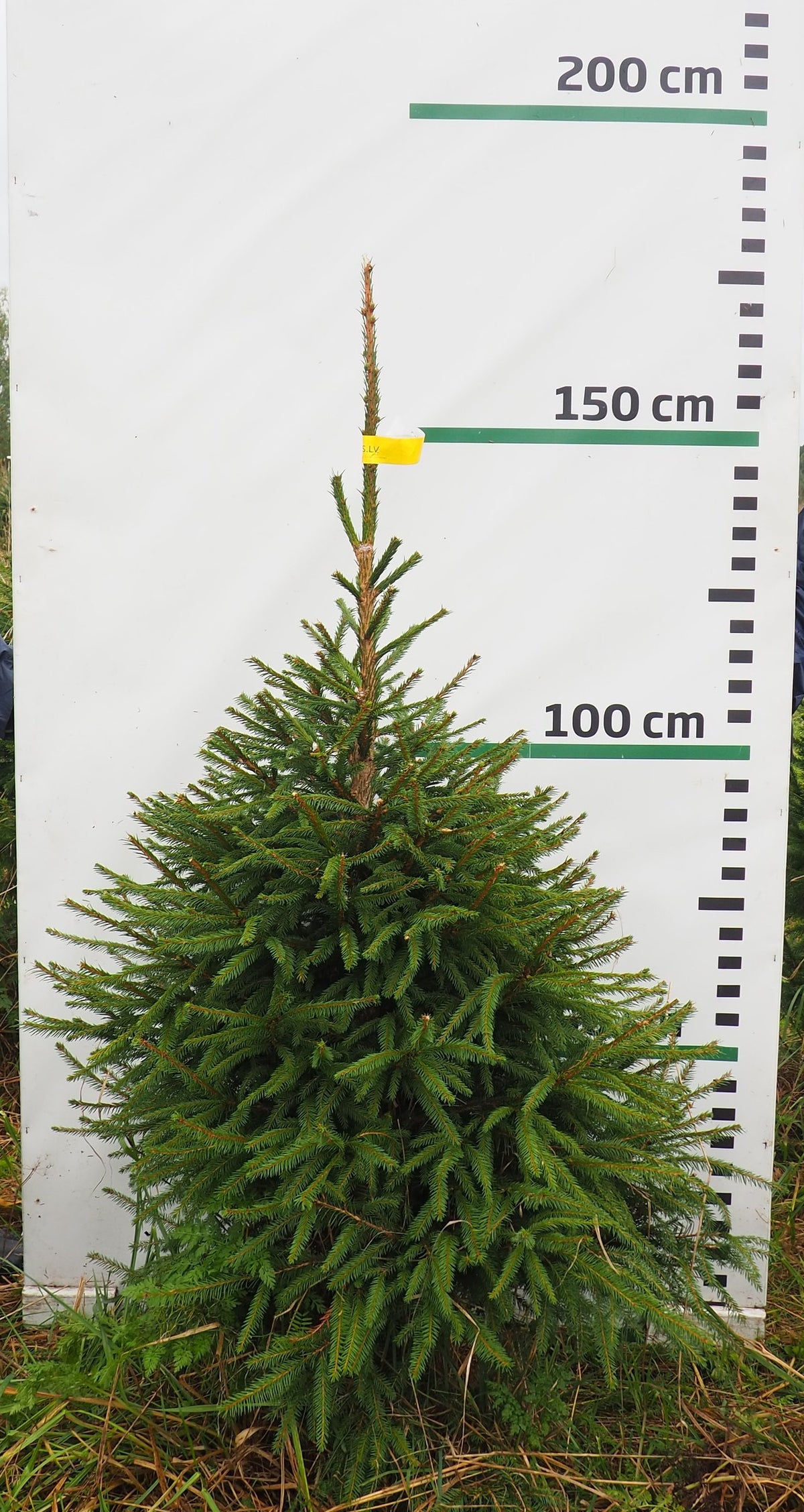Egle 8J20, garums 1.50m