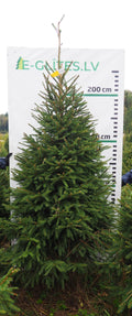 Egle 8K64, garums 2.50m