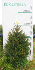 Egle 8K69, garums 1.75m
