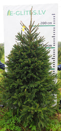Egle 8K70, garums 2.25m