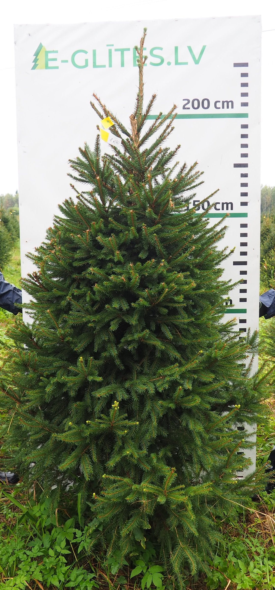 Egle 8K70, garums 2.25m