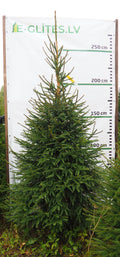 Egle 8L31, garums 2.75m