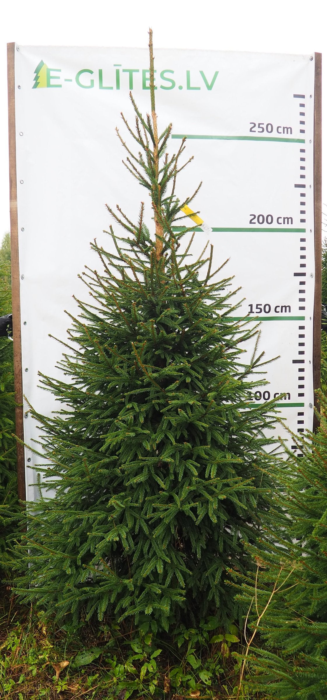 Egle 8L31, garums 2.75m