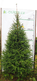 Egle 8L32, garums 2.75m