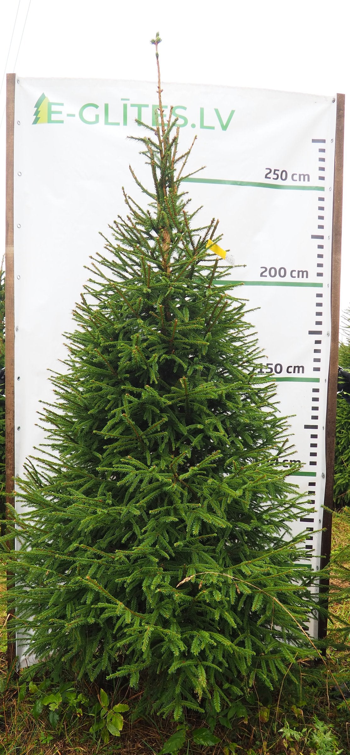 Egle 8L32, garums 2.75m