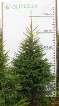 Egle 8L33, garums 2.25m