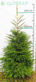 Egle 8L65