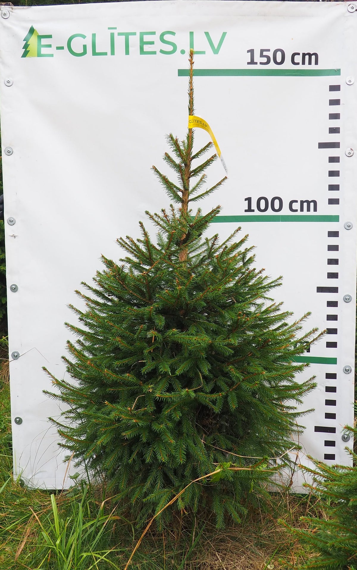 Egle 8T30, garums 1.25m