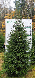 Egle 9B4, garums 3.00m