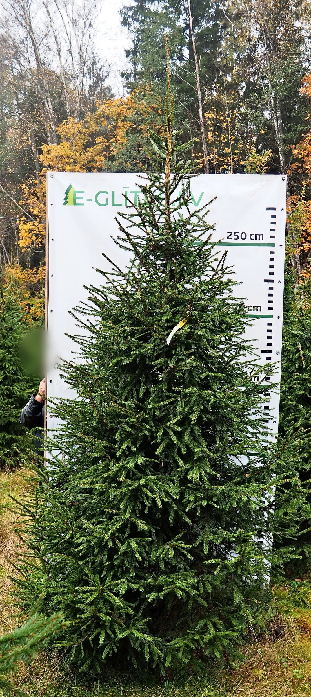Egle 9B4, garums 3.00m