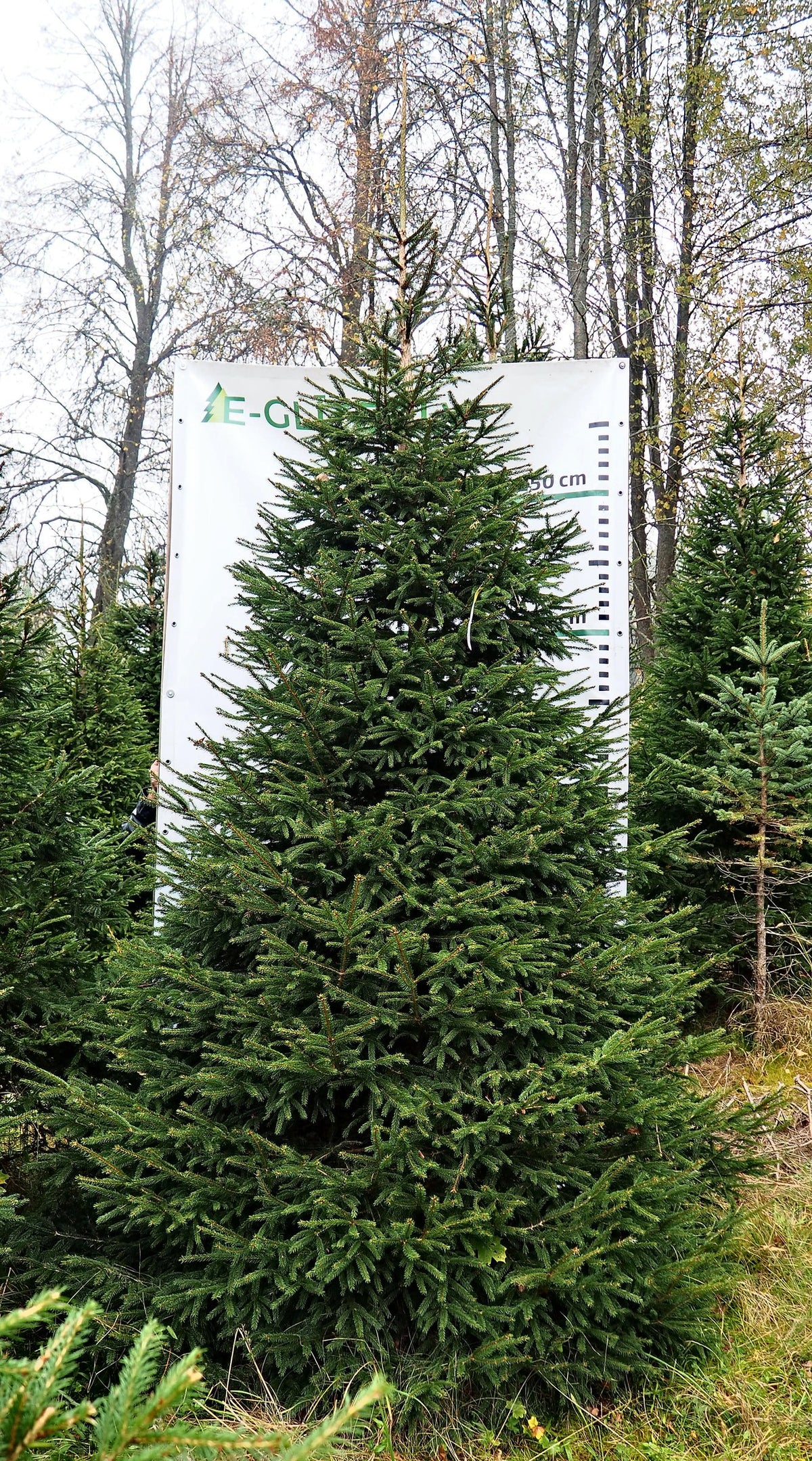 Egle 9B5, garums 3.50m