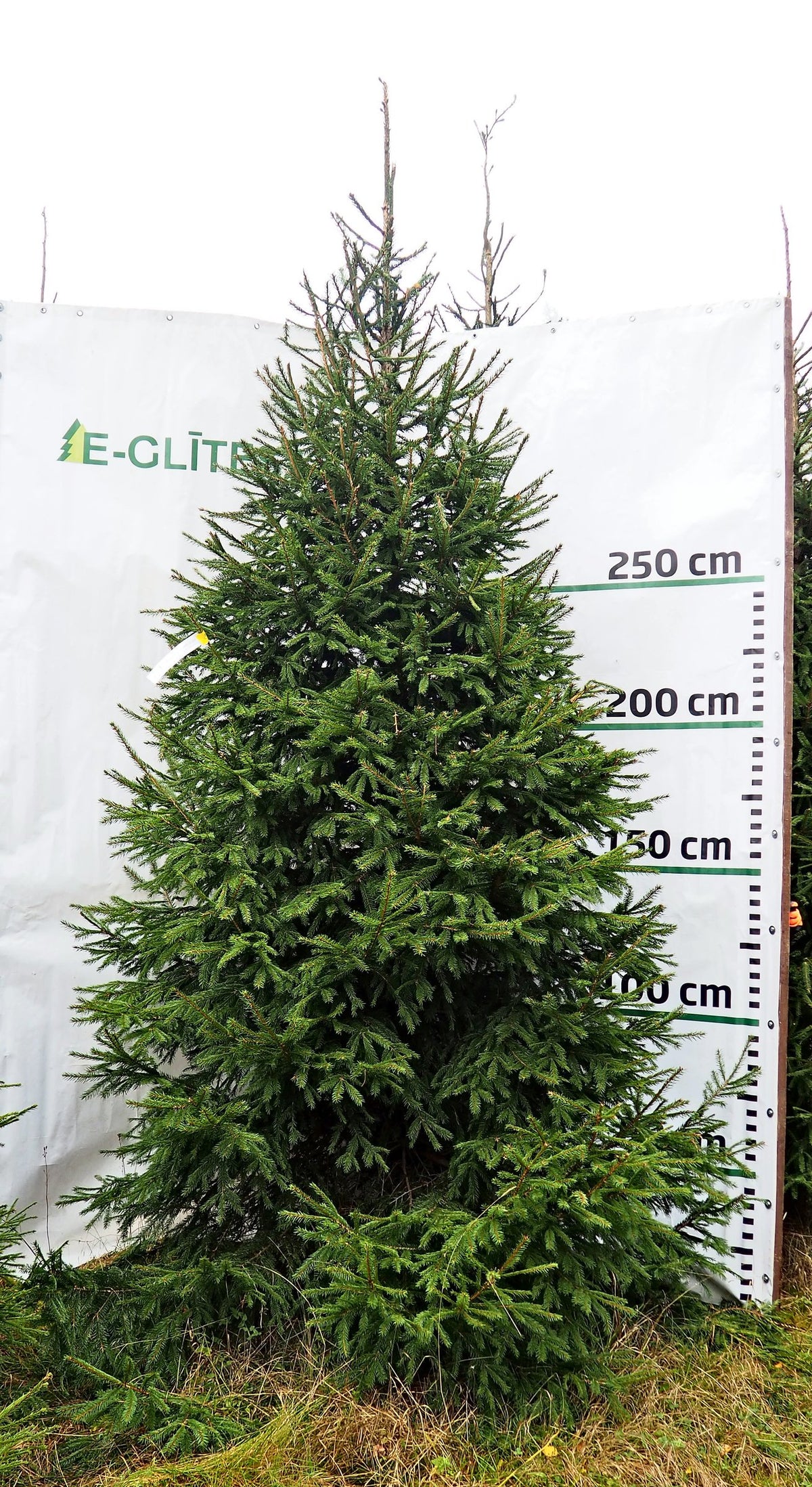 Egle 9D16, garums 3.00m