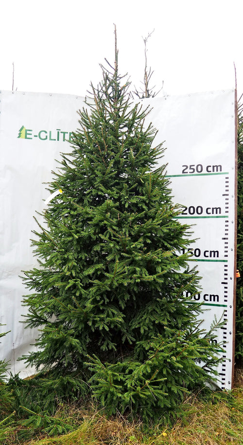 Egle 9D16, garums 3.00m