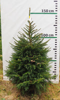 Egle 9H19, garums 1.50m