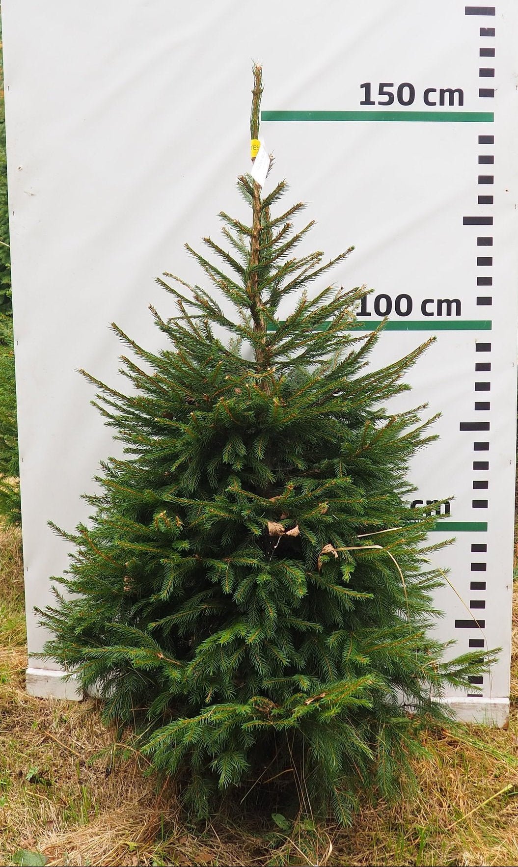 Egle 9H19, garums 1.50m