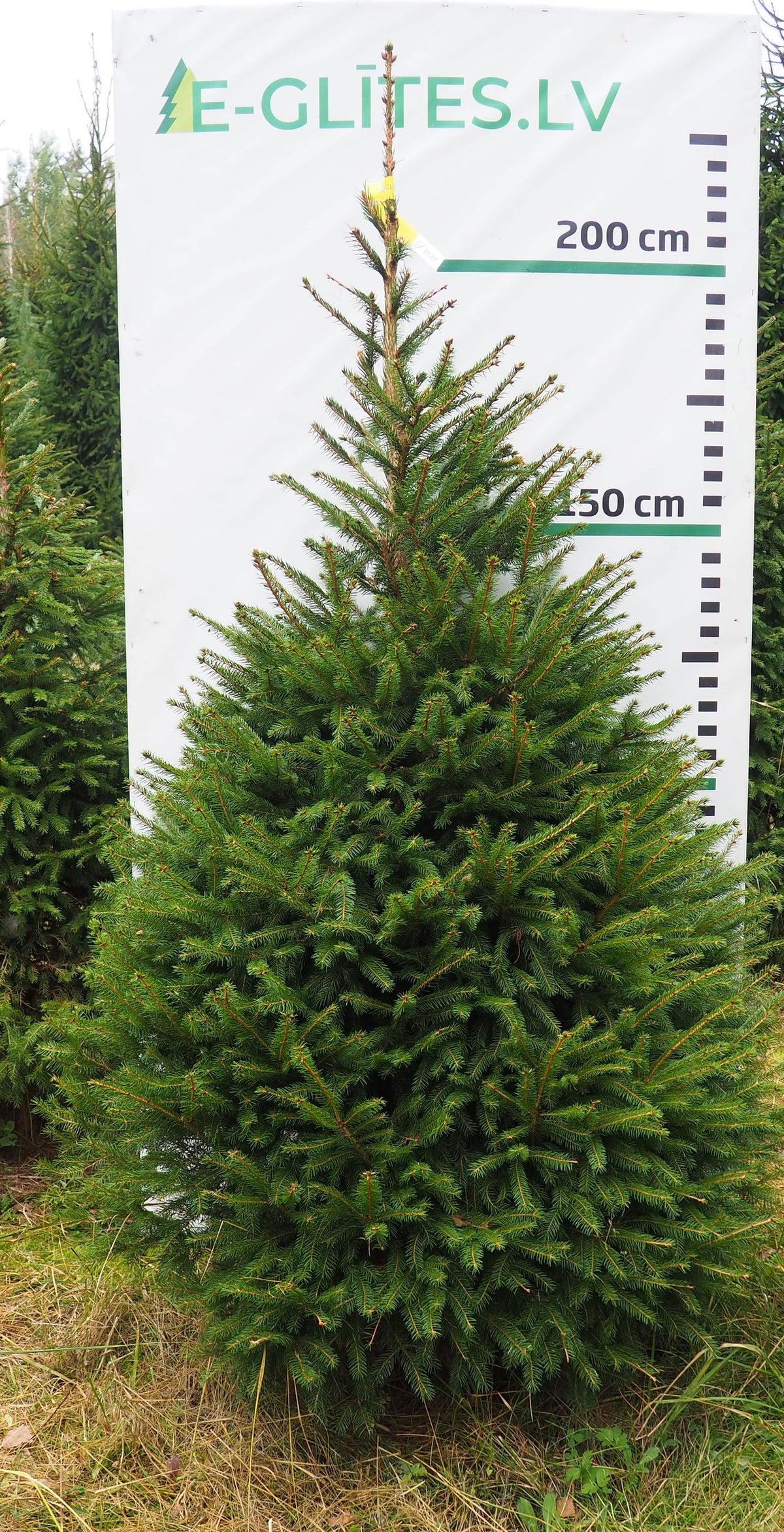 Egle 9H21, garums 2.25m