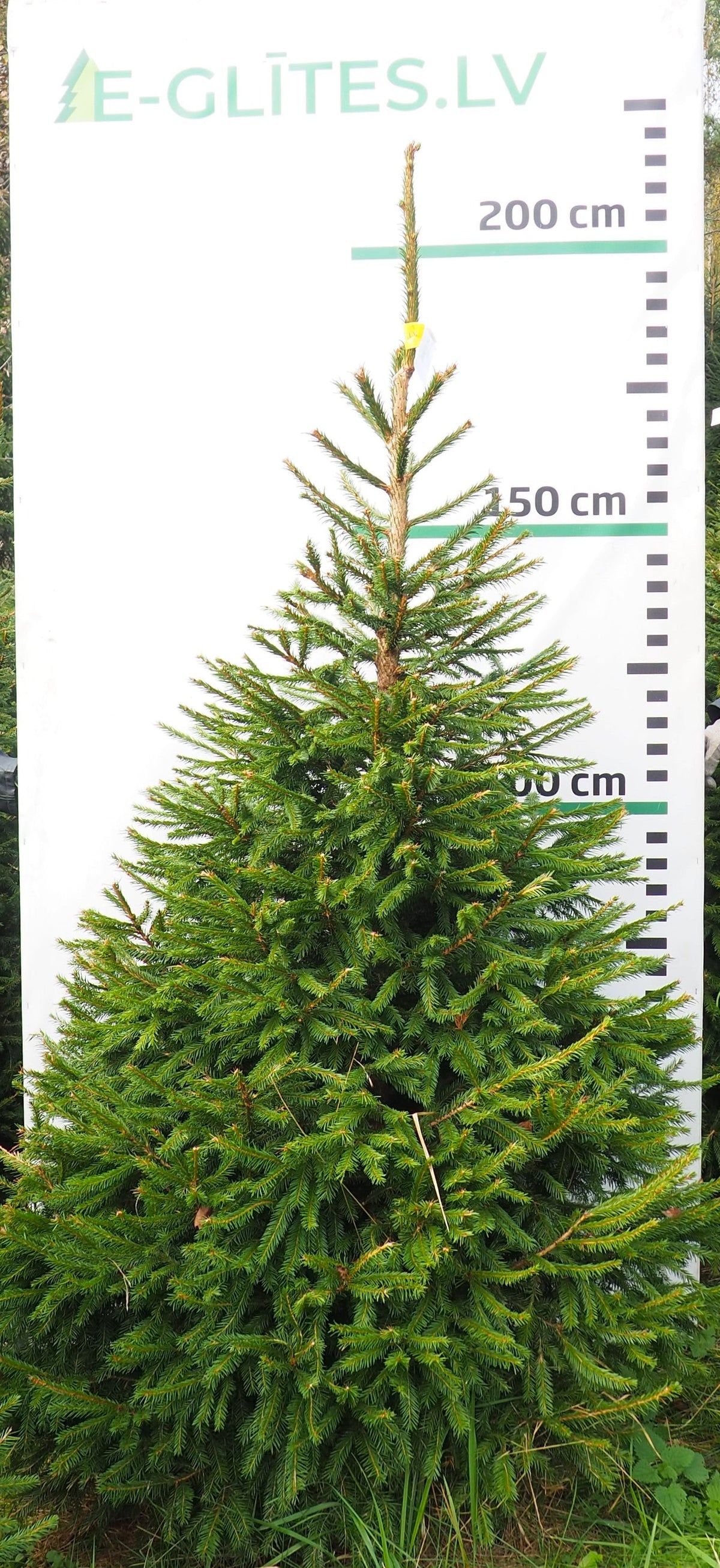 Egle 9H43