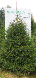 Egle 9HB26, garums 2.50m