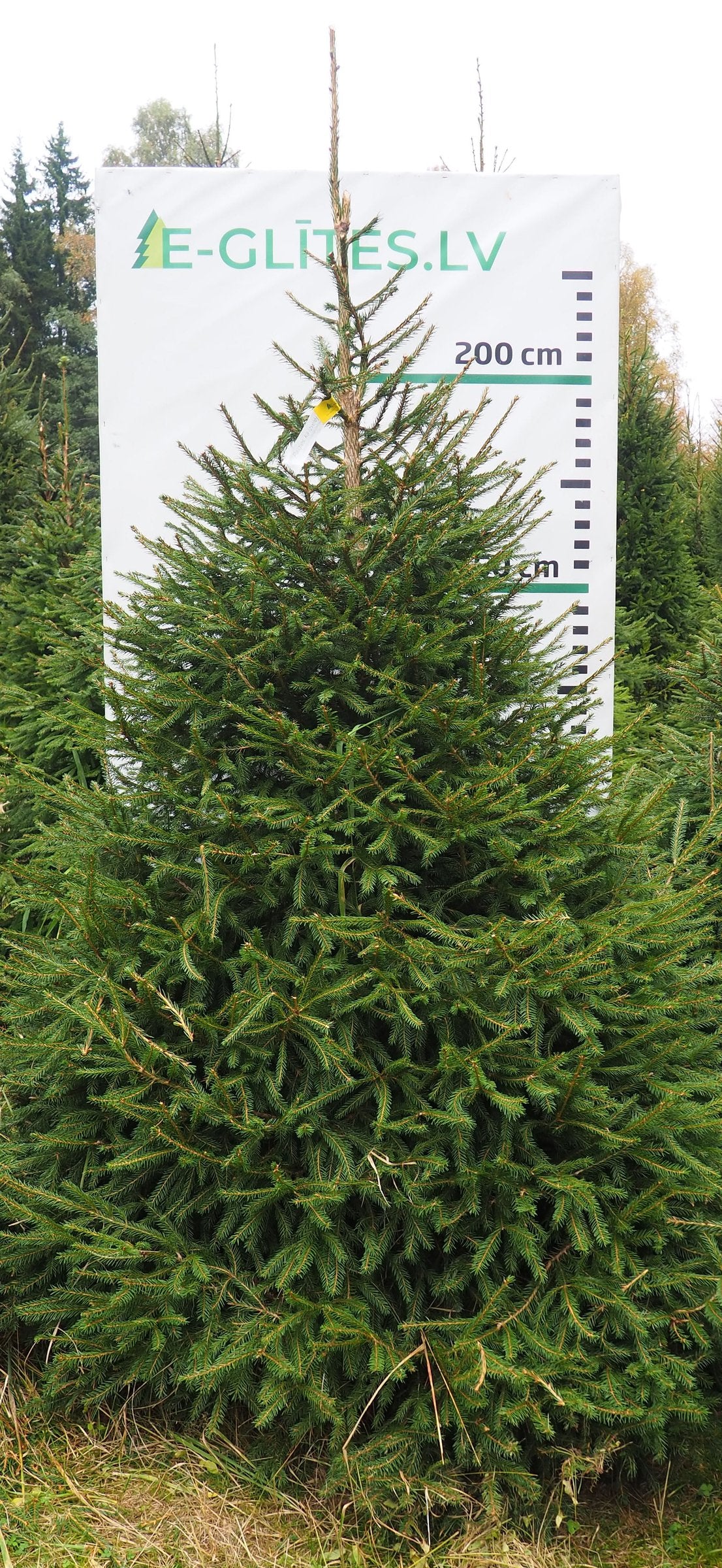 Egle 9HB26, garums 2.50m