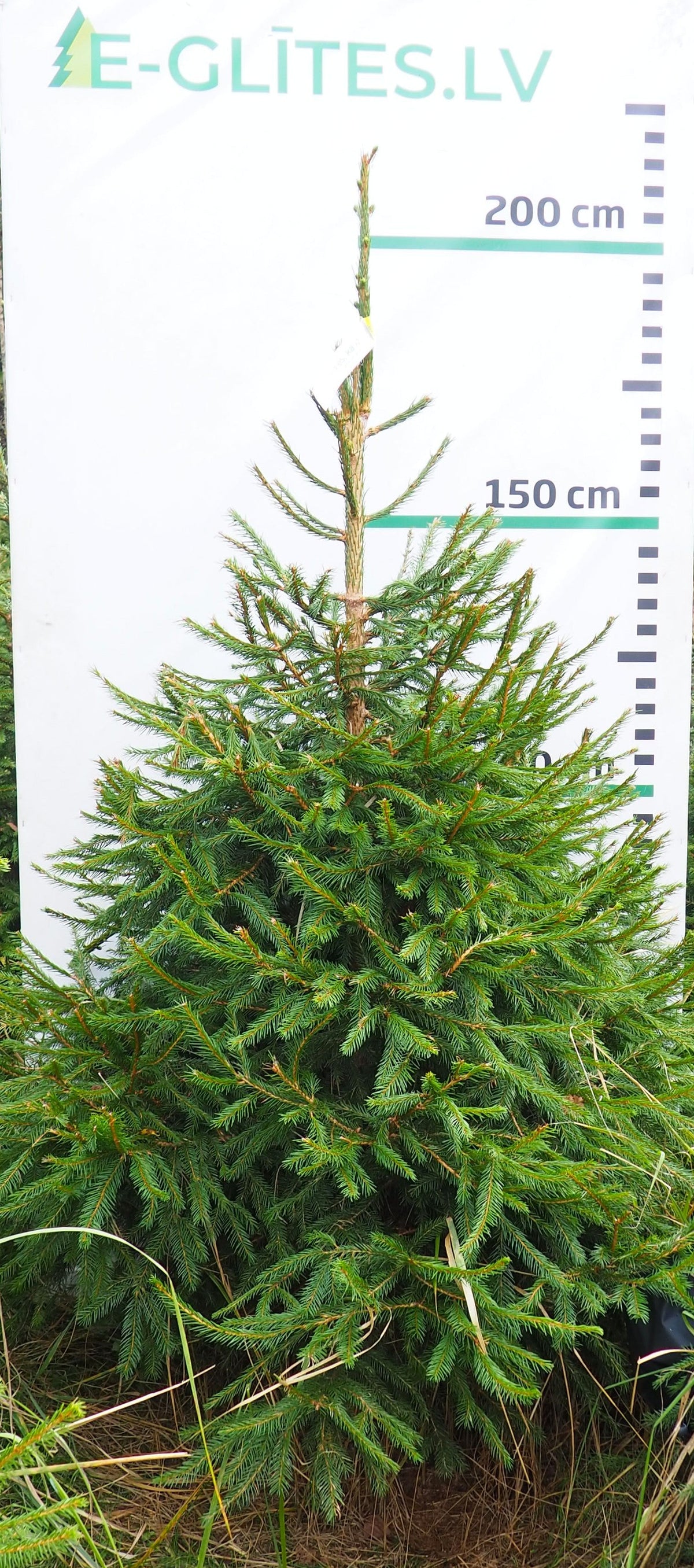 Egle 9HB41