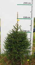 Egle 9J22, garums 1.50m