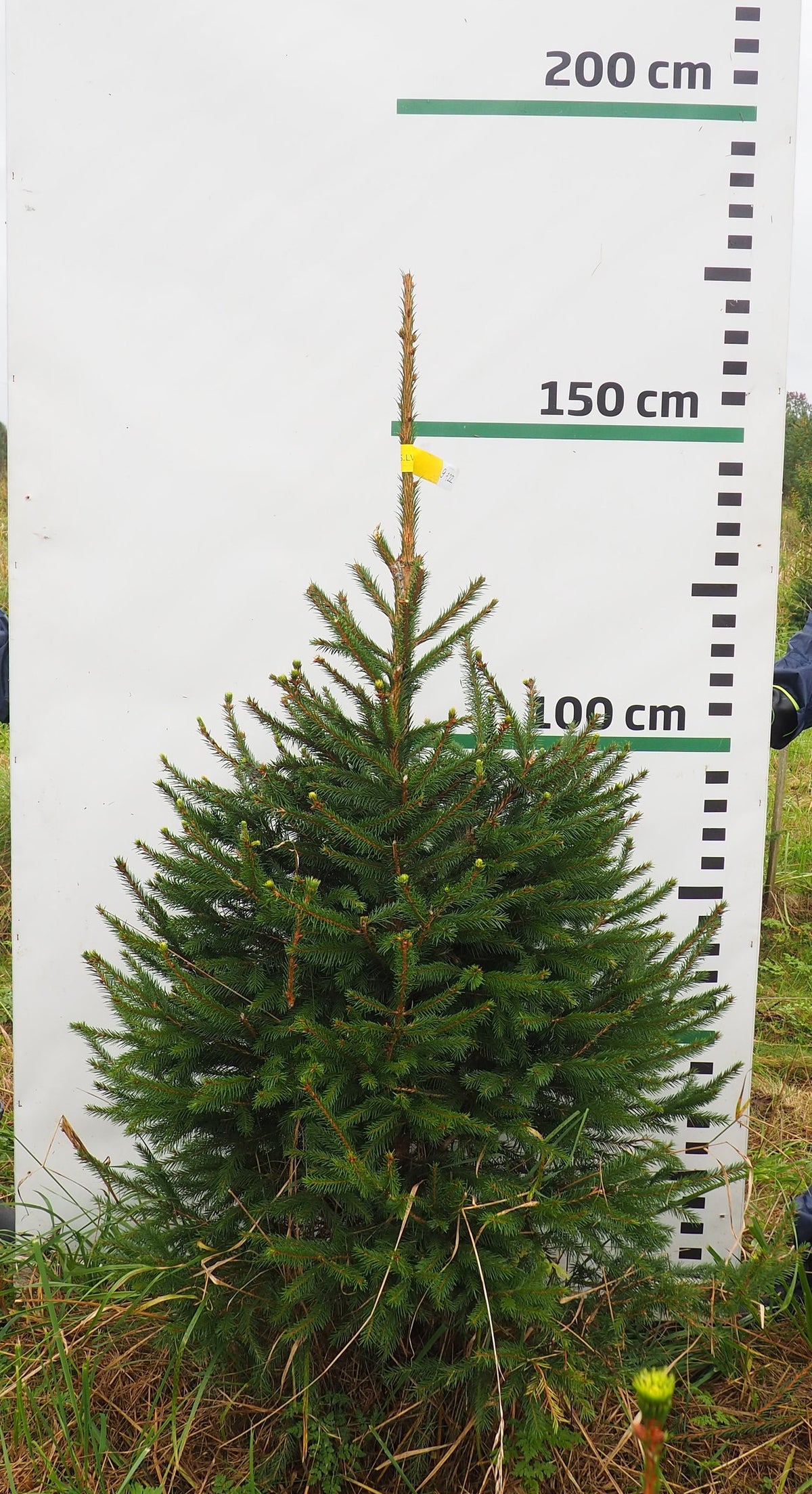 Egle 9J22, garums 1.50m