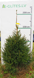 Egle 9J23, garums 2.00m