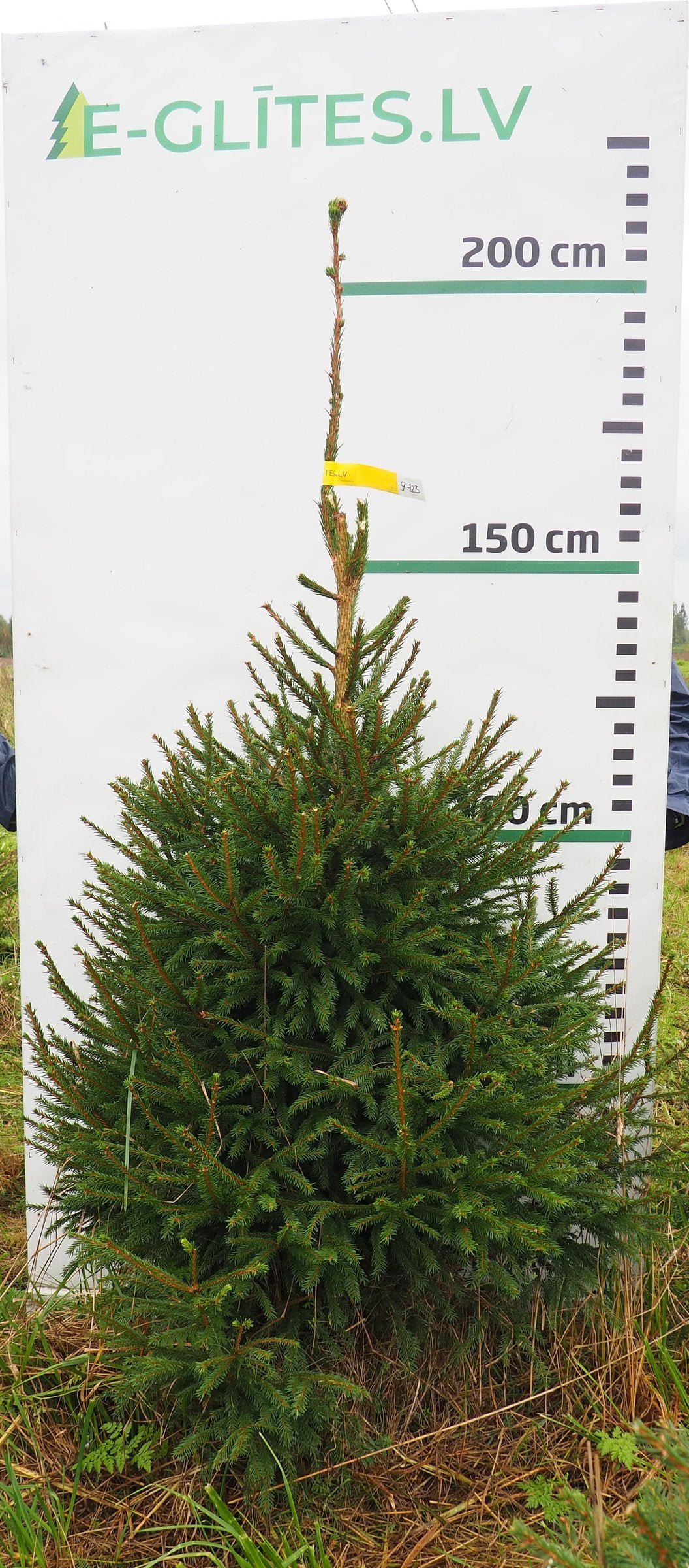 Egle 9J23, garums 2.00m