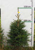 Egle 9J24, garums 1.25m