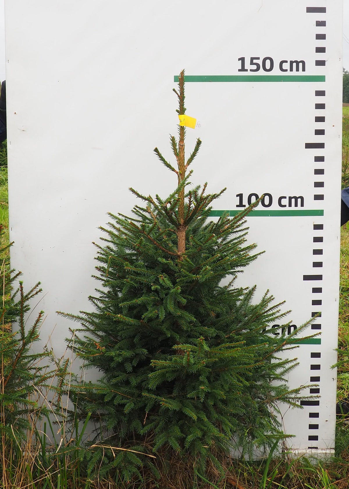 Egle 9J24, garums 1.25m