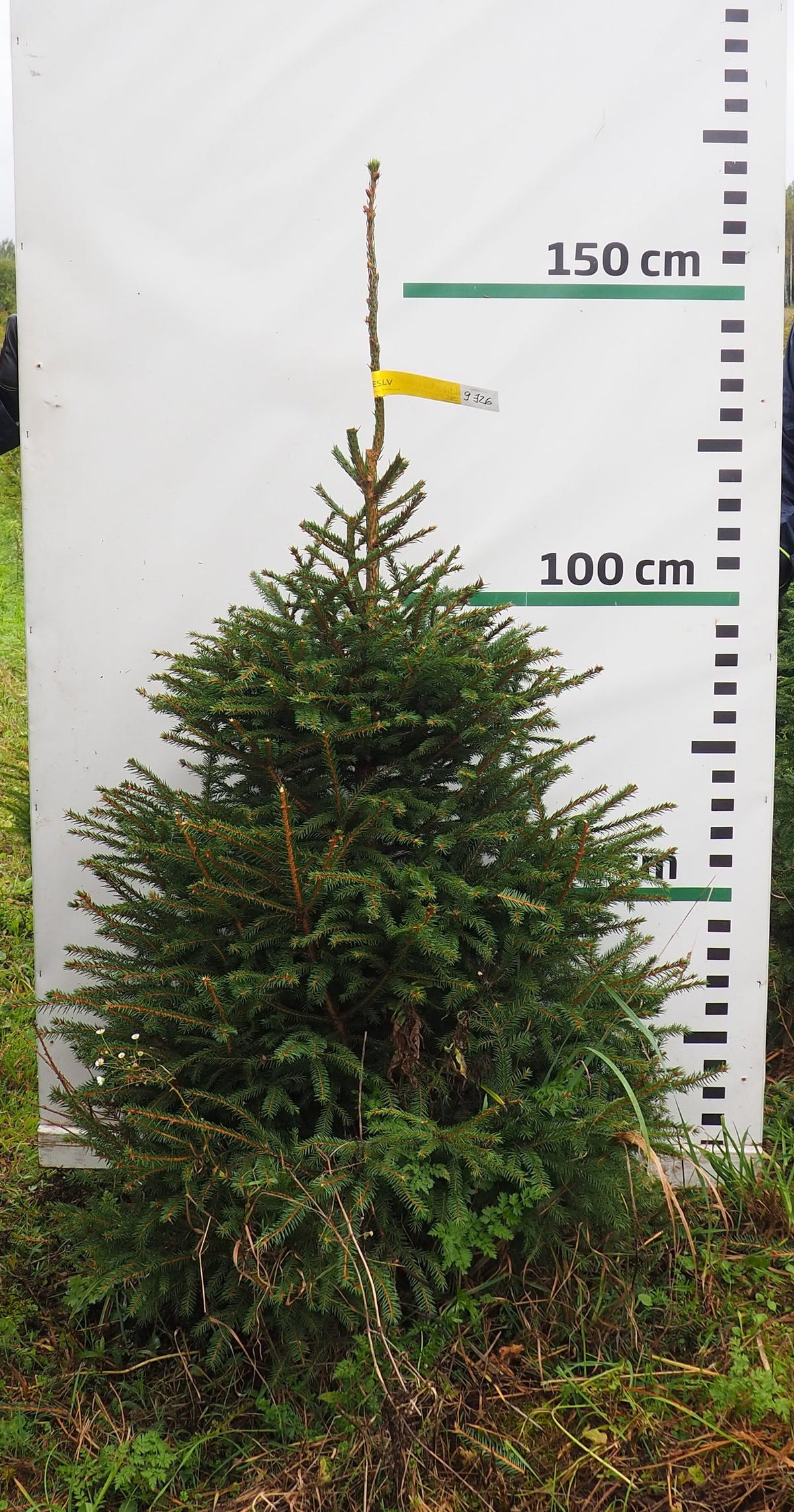 Egle 9J26, garums 1.50m