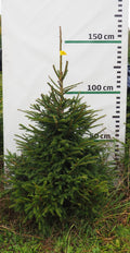 Egle 9J27, garums 1.50m