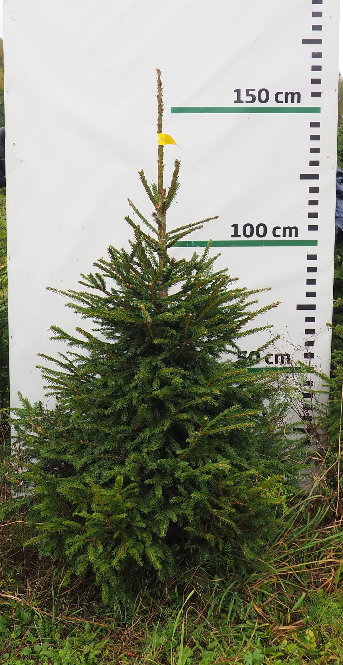 Egle 9J27, garums 1.50m