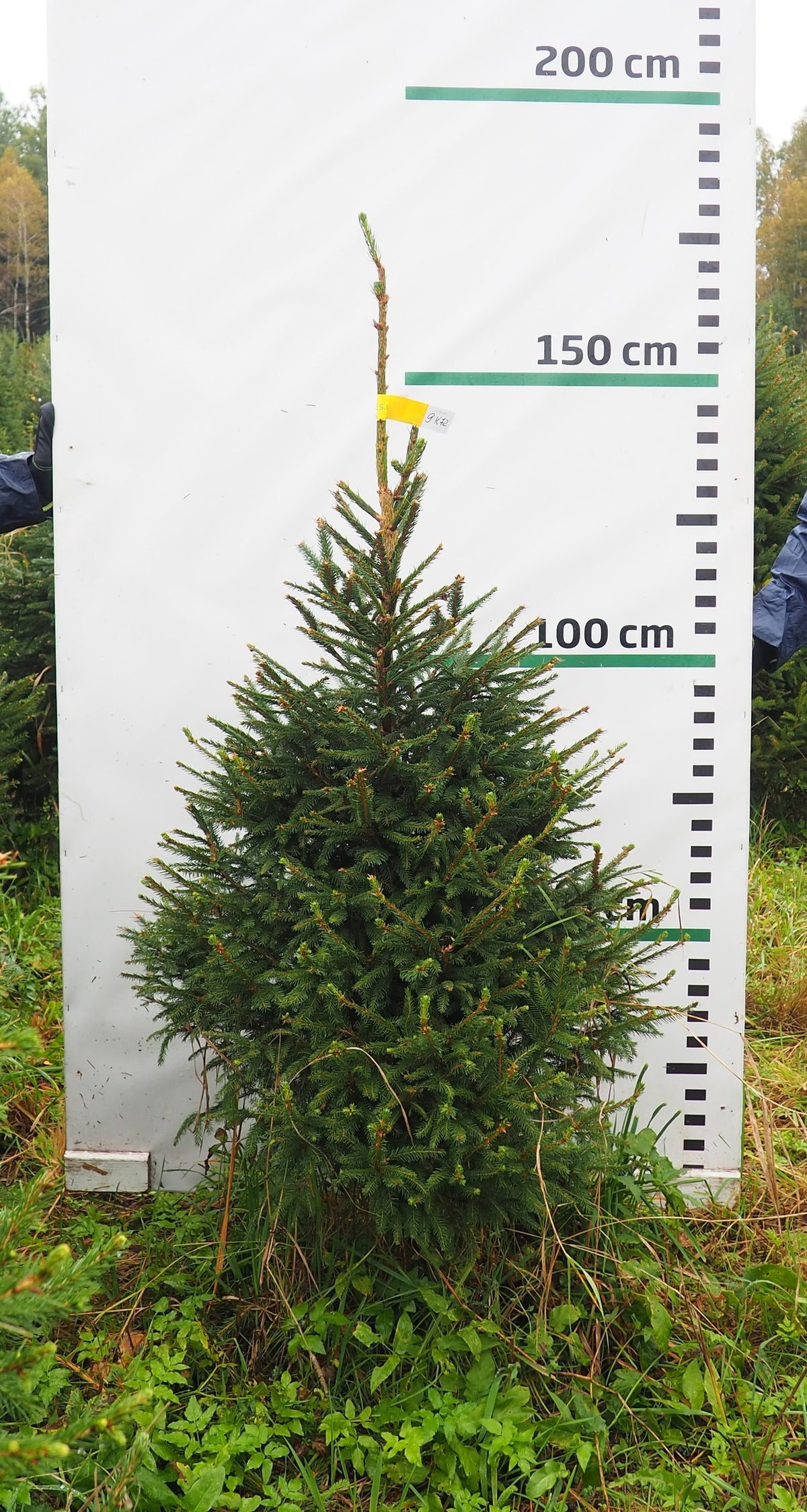 Egle 9K72, garums 1.50m